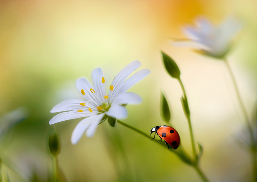 Beautiful Floral Photography by Mandy Disher