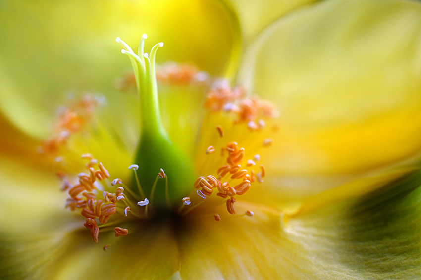 Beautiful Floral Photography by Mandy Disher