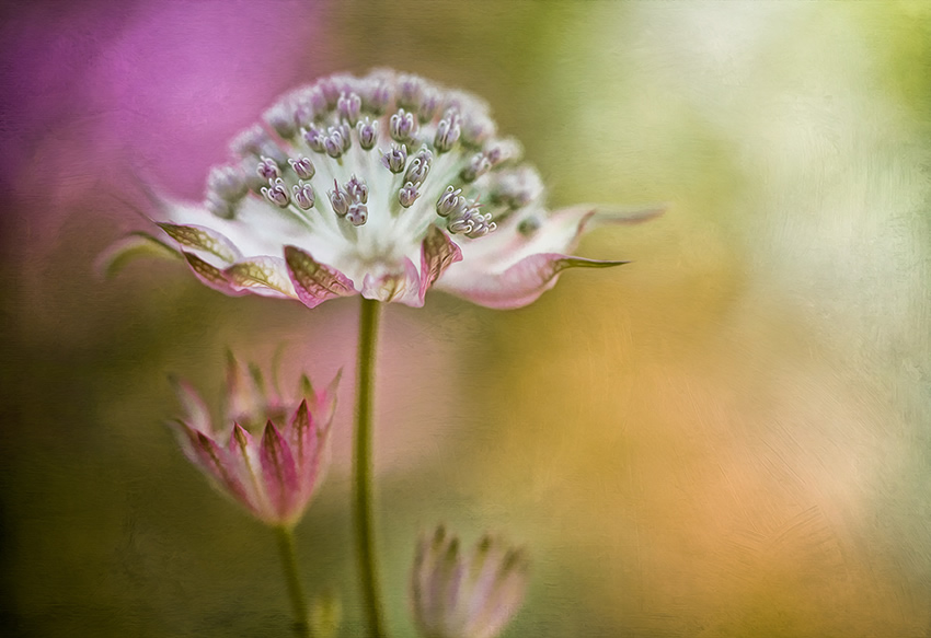 Beautiful Floral Photography by Mandy Disher