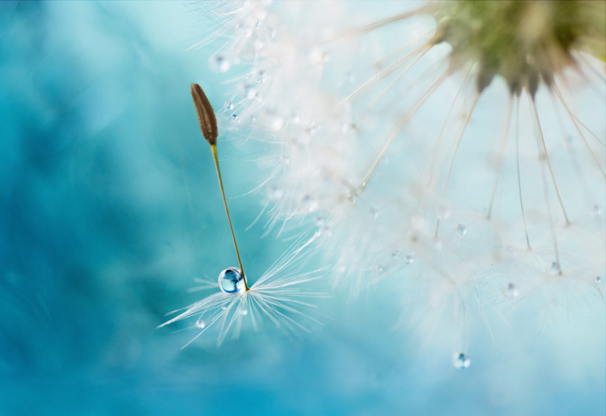 Beautiful Floral Photography by Mandy Disher