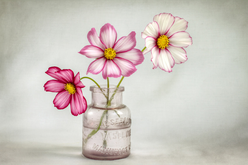 Beautiful Floral Photography by Mandy Disher