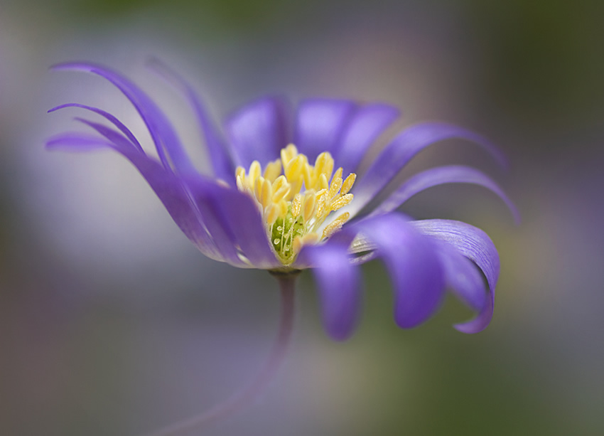 Beautiful Floral Photography by Mandy Disher