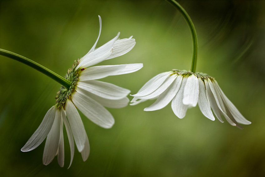 Beautiful Floral Photography by Mandy Disher