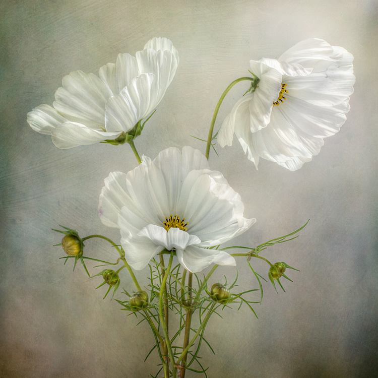 Beautiful Floral Photography by Mandy Disher