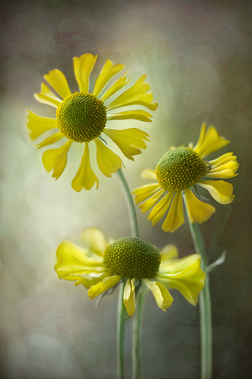 Beautiful Floral Photography by Mandy Disher