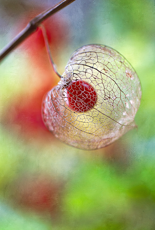 Beautiful Floral Photography by Mandy Disher