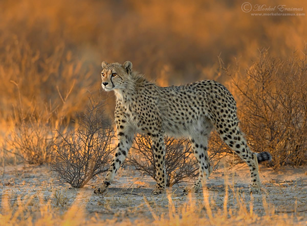 Interview with Wildlife Photographer Morkel Erasmus