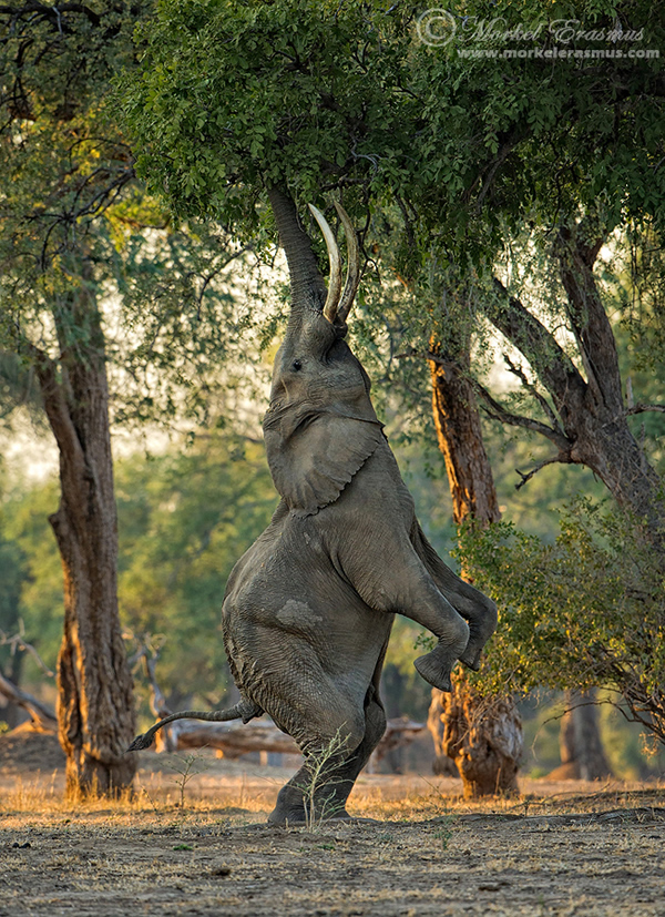 Interview with Wildlife Photographer Morkel Erasmus