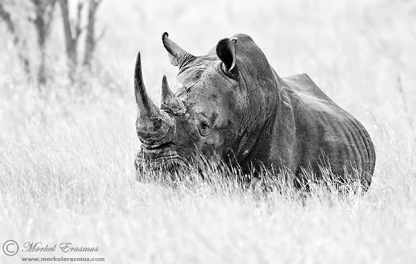 Interview with Wildlife Photographer Morkel Erasmus