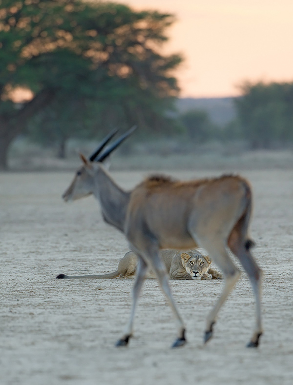 Interview with Wildlife Photographer Morkel Erasmus