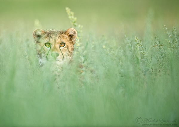 Interview with Wildlife Photographer Morkel Erasmus