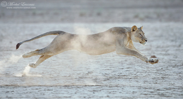 Interview with Wildlife Photographer Morkel Erasmus