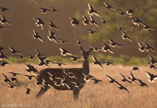 Interview with Nature Photographer Alex Saberi