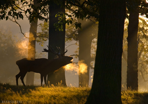 Interview with Nature Photographer Alex Saberi