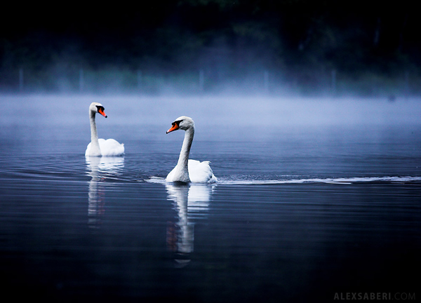 Interview with Nature Photographer Alex Saberi