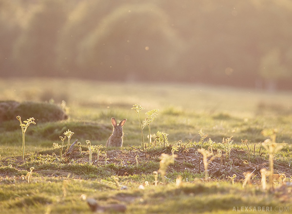 Interview with Nature Photographer Alex Saberi