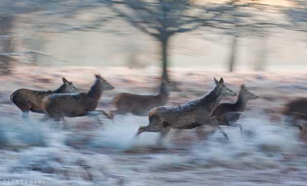 Interview with Nature Photographer Alex Saberi