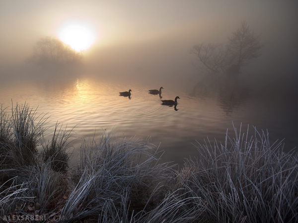 Interview with Nature Photographer Alex Saberi