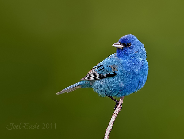 Backyard Bird Photography Setup Tips by The Digital Picture