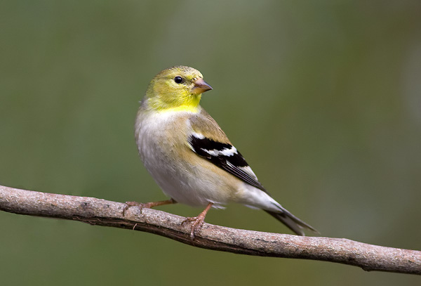 Photography Tips and Techniques For The Birder by Nature Focused