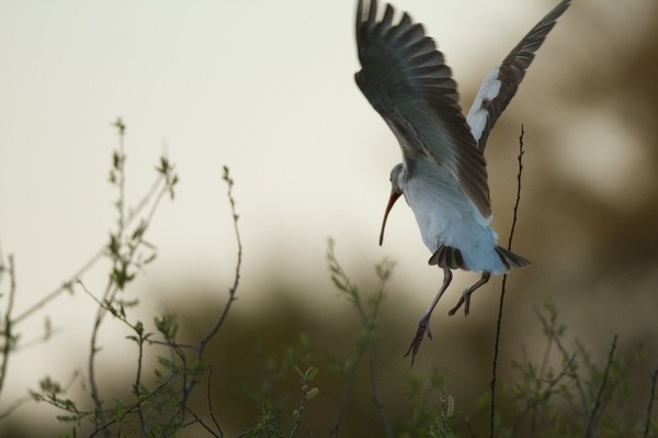 Wild Bird Photography—Nine Tips to Help You Get it Right!