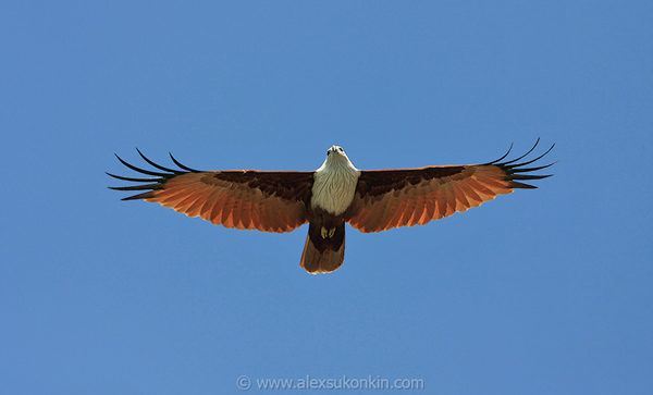 How to: Birds in flight photography tips