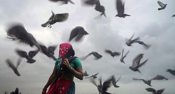 Birds - Indian Color Street Photography