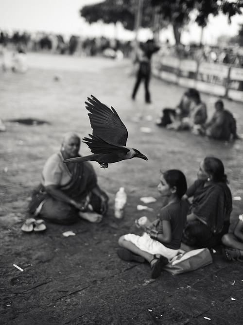 Mumbai Crow