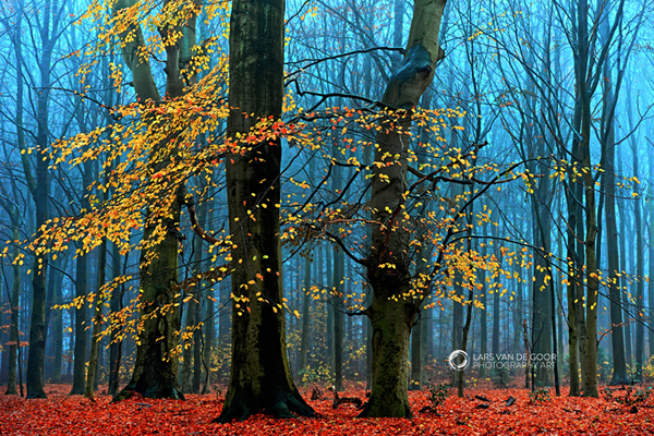 Lars van de Goor