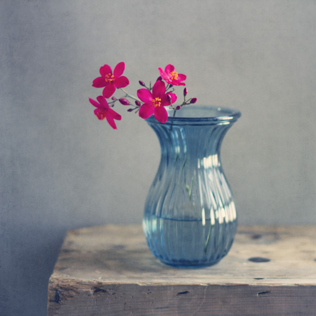 Still Life Fine Art Photography by Anna Nemoy