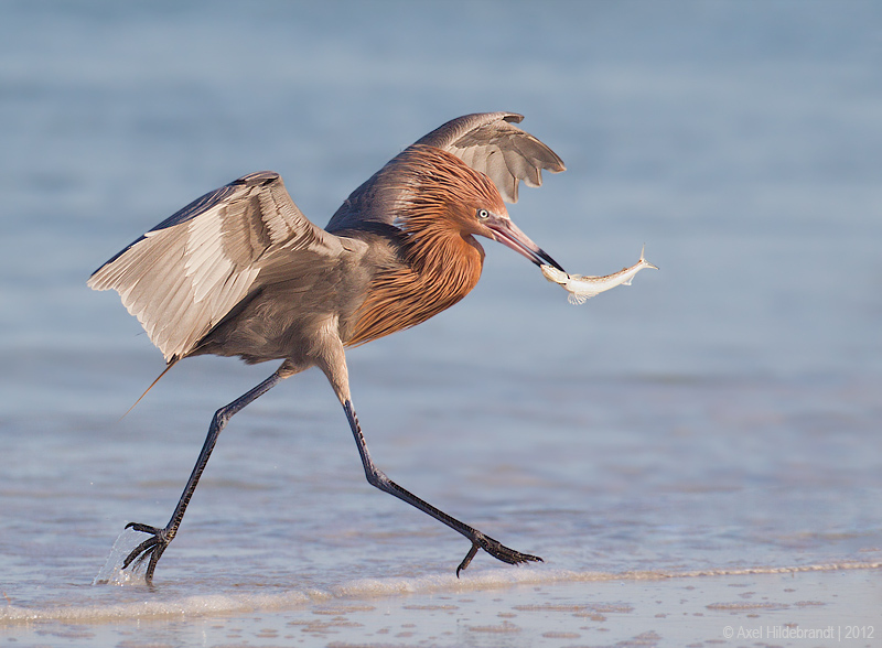 Bird Photography by Axel Hildebrandt