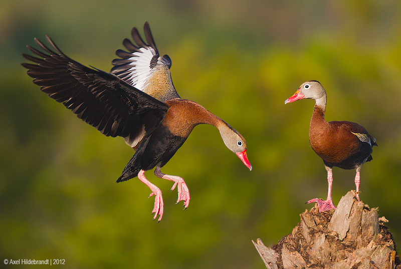 Bird Photography by Axel Hildebrandt