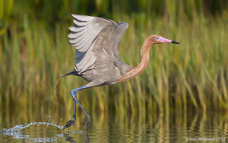 Bird Photography by Axel Hildebrandt