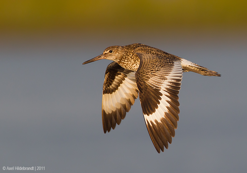 Bird Photography by Axel Hildebrandt