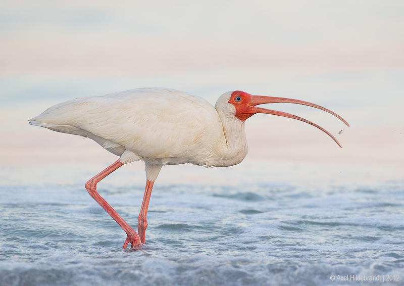 Bird Photography by Axel Hildebrandt