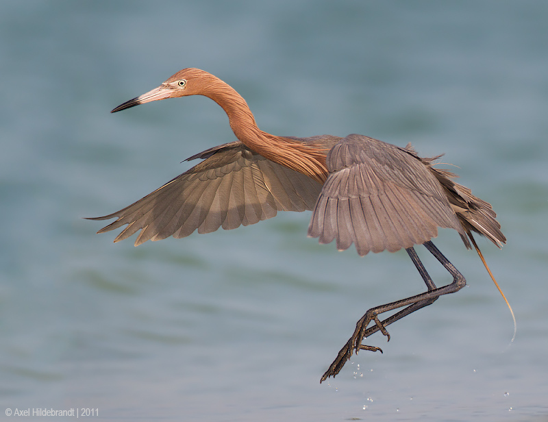 Bird Photography by Axel Hildebrandt