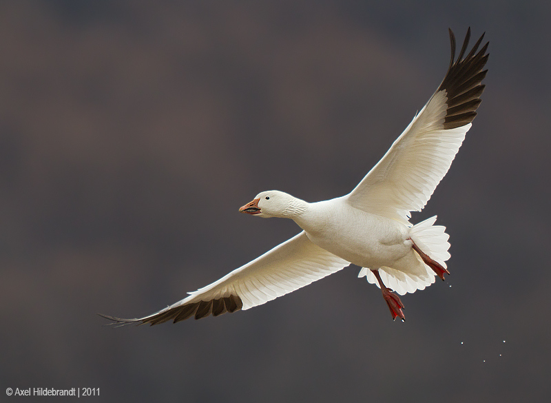 Bird Photography by Axel Hildebrandt