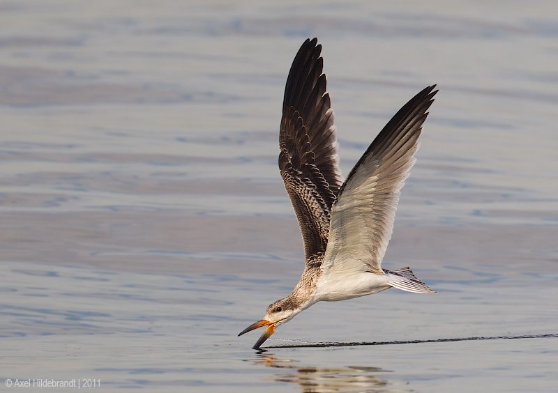 Bird Photography by Axel Hildebrandt