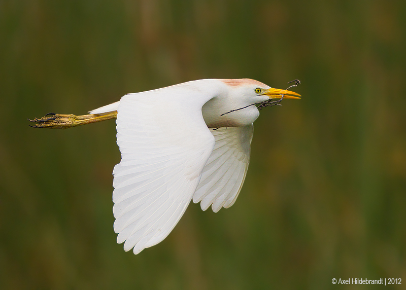 Bird Photography by Axel Hildebrandt