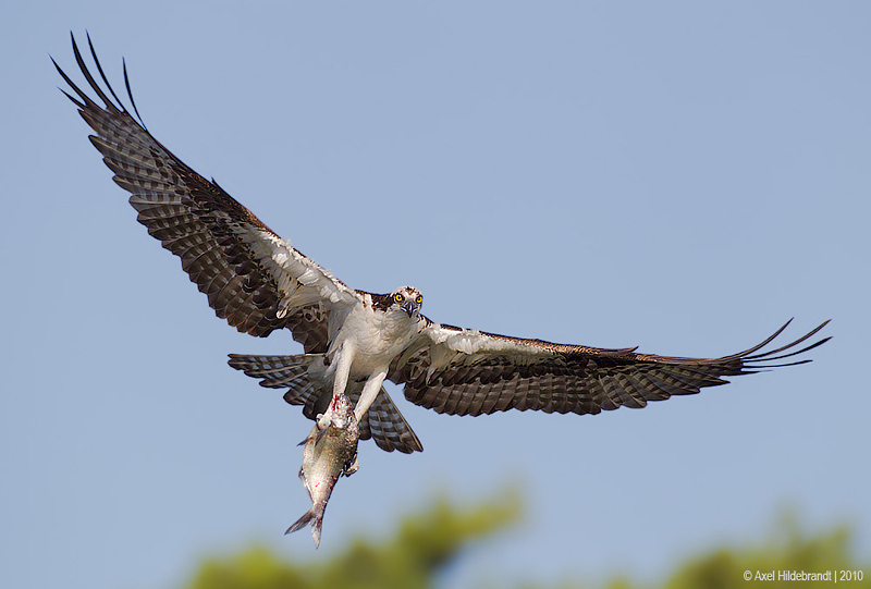 Bird Photography by Axel Hildebrandt