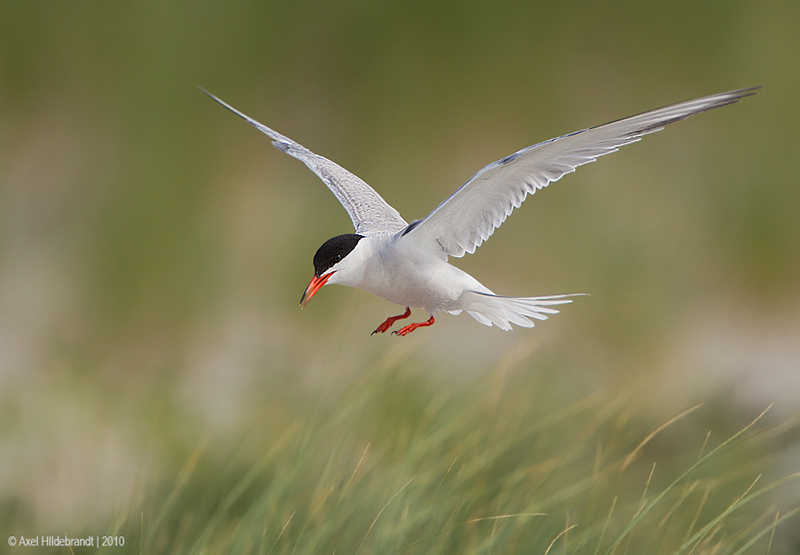 Bird Photography by Axel Hildebrandt