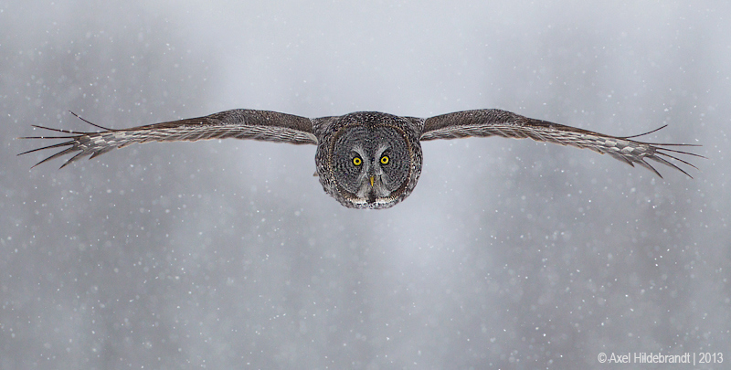 Bird Photography by Axel Hildebrandt