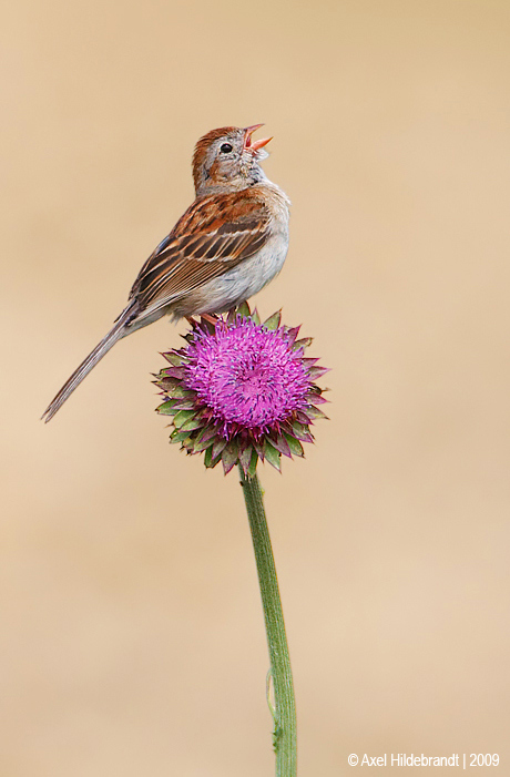 Bird Photography by Axel Hildebrandt