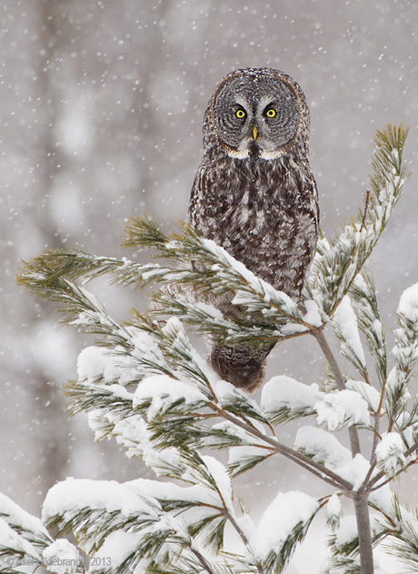 Bird Photography by Axel Hildebrandt