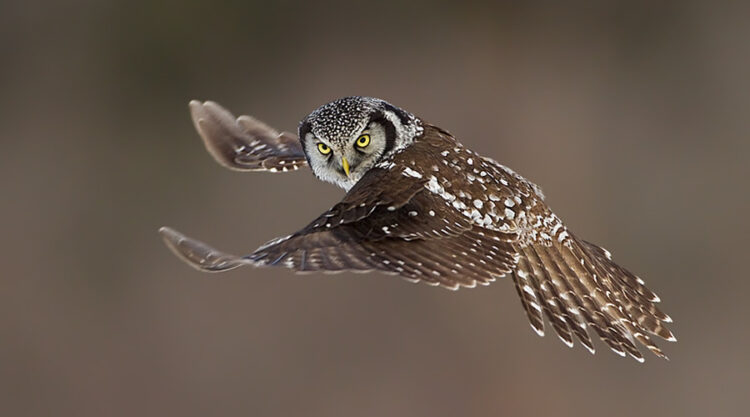 Bird Photography by Axel Hildebrandt