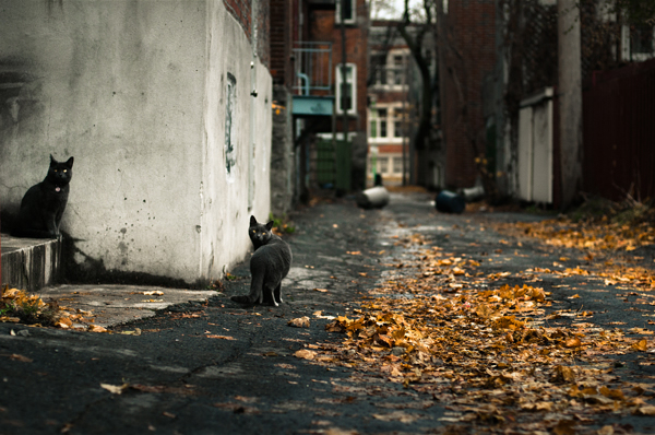 Early Sunday Morning by Julien Coquentin