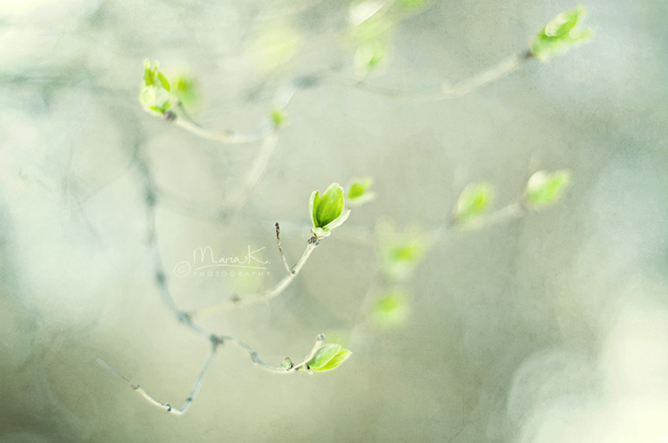 Soul Pleasing Nature Photography by Swedish Photographer Maria Kallin