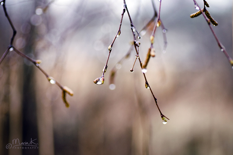 Soul Pleasing Nature Photography by Swedish Photographer Maria Kallin