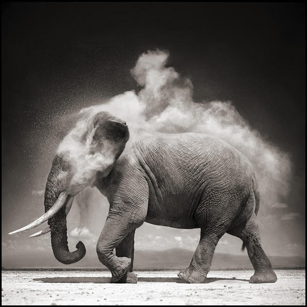 Nick Brandt - Inspiration from Masters of Photography 