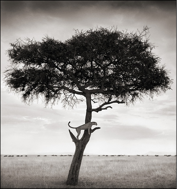 Nick Brandt - Inspiration from Masters of Photography 